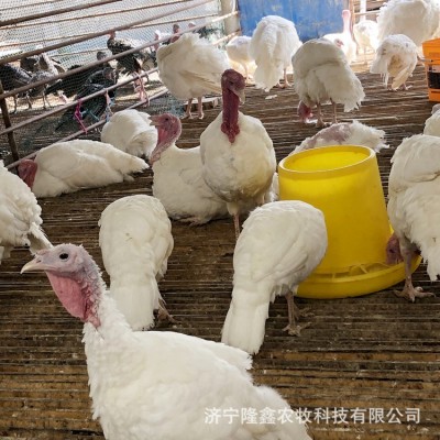 火鸡活苗活体青铜尼古拉贝蒂娜成年小鸡仔苗活物一对养殖技术火鸡