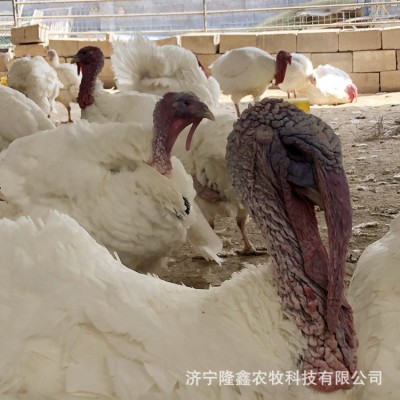 火鸡活苗活体青铜尼古拉贝蒂娜成年小鸡仔苗活物一对养殖技术火鸡图3
