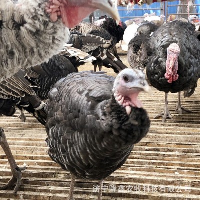 火鸡活苗活体青铜尼古拉贝蒂娜成年小鸡仔苗活物一对养殖技术火鸡图5