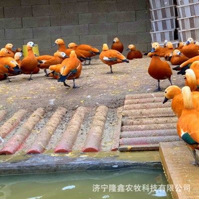 哪里有养殖黑天鹅活体的 观赏珍禽 水禽养殖出售 黑天鹅苗价格图3