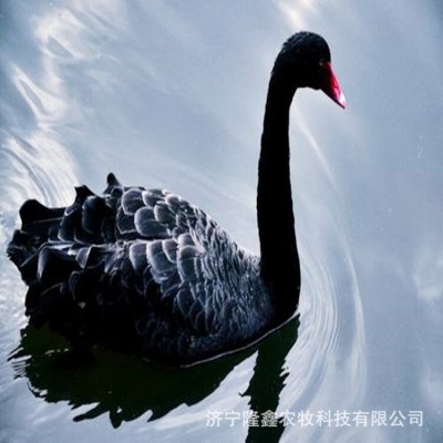 哪里有养殖黑天鹅活体的 观赏珍禽 水禽养殖出售 黑天鹅苗价格图4