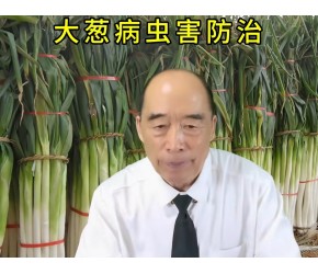 大葱病虫害防治 #农业知识早分享