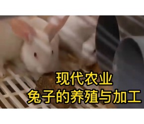兔子养殖方法和技术，现代农业：肉兔的养殖和加工