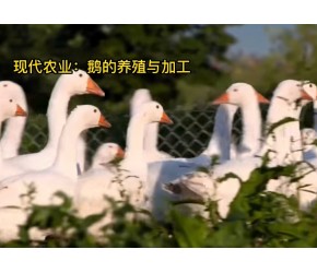 大鹅怎么养殖？现代农业：鹅的养殖与加工