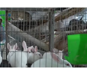 肉兔养殖关键技术