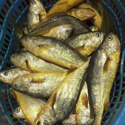 （包邮）醉香黄鱼鲞 黄鱼 宁德特产大黄花鱼黄瓜鱼冷冻水产 450g图5