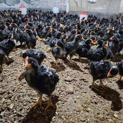 厂家鸡苗批发脱温黑芦花鸡苗一个月鸡仔半斤重另有三黄鸡跑山土鸡图2