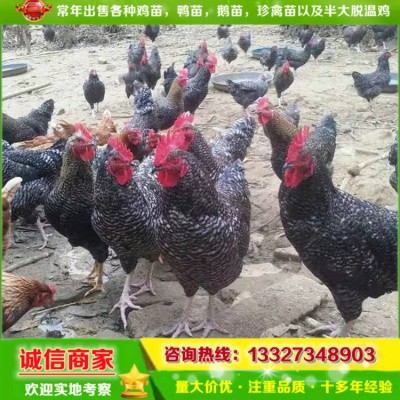 厂家鸡苗批发脱温黑芦花鸡苗一个月鸡仔半斤重另有三黄鸡跑山土鸡