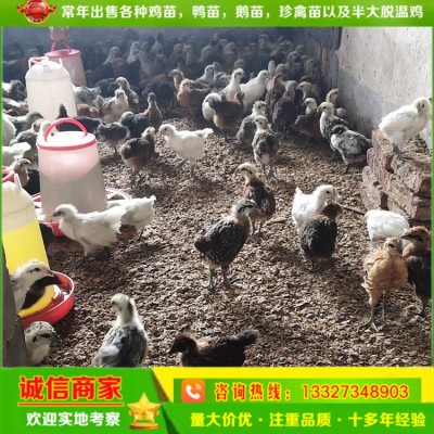 孵化场直卖脱温绿壳蛋鸡苗花乌鸡苗另有青脚土鸡苗三黄土鸡苗黑鸡