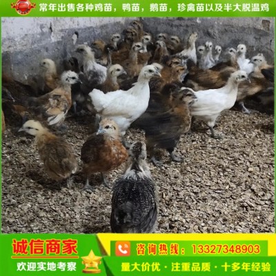 孵化场直卖脱温绿壳蛋鸡苗花乌鸡苗另有青脚土鸡苗三黄土鸡苗黑鸡图3