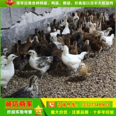 孵化场直卖脱温绿壳蛋鸡苗花乌鸡苗另有青脚土鸡苗三黄土鸡苗黑鸡图2