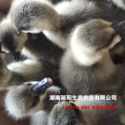 孵化场批发鹅苗灰鹅苗另有白鹅苗马岗鹅苗三花鹅苗草鹅苗易活好养图4