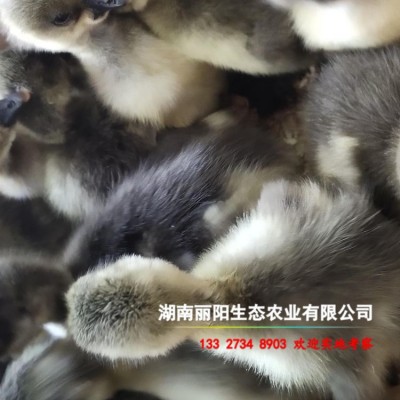 孵化场批发鹅苗灰鹅苗另有白鹅苗马岗鹅苗三花鹅苗草鹅苗易活好养图3