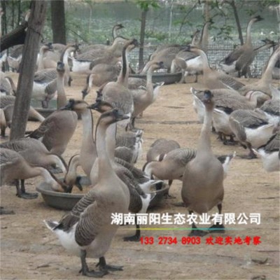 孵化场批发鹅苗灰鹅苗另有白鹅苗马岗鹅苗三花鹅苗草鹅苗易活好养图2