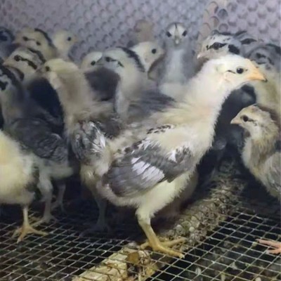 批发脱温鸡苗鹊山鸡苗另有珍珠鸡苗贵妃鸡苗绿壳蛋鸡苗草鸡苗蛋鸡图4