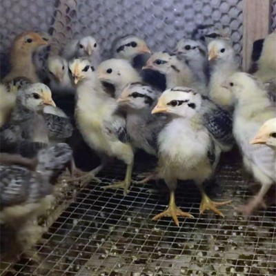 批发脱温鸡苗鹊山鸡苗另有珍珠鸡苗贵妃鸡苗绿壳蛋鸡苗草鸡苗蛋鸡图2