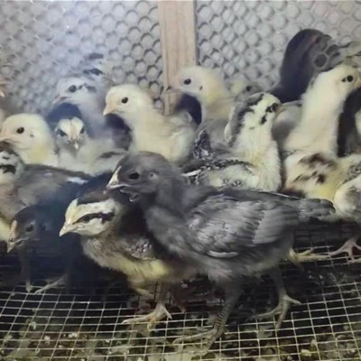 批发脱温鸡苗鹊山鸡苗另有珍珠鸡苗贵妃鸡苗绿壳蛋鸡苗草鸡苗蛋鸡图3