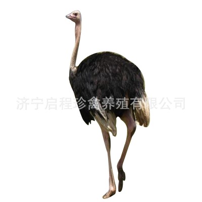 出售成年鸵鸟活体商品鸵鸟脱温鸵鸟幼苗非洲鸵鸟苗澳洲鸵鸟幼鸟图5