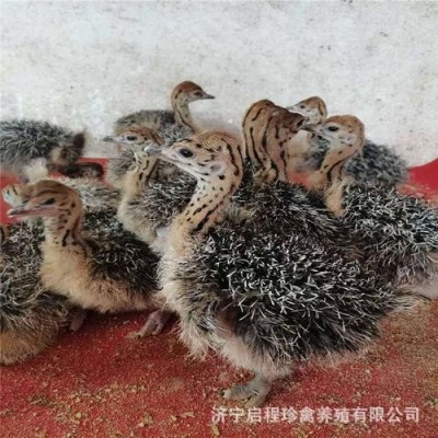 小鸵鸟活体非洲驼鸟苗活体幼苗出售脱温鸵鸟苗鸵鸟蛋批发价格图3