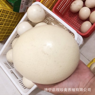 鸵鸟活体脱温幼苗非洲鸵鸟苗澳洲鸵鸟幼鸟价格出售成年鸵鸟鸵鸟蛋图5