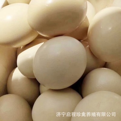 鸵鸟活体脱温幼苗非洲鸵鸟苗澳洲鸵鸟幼鸟价格出售成年鸵鸟鸵鸟蛋图4