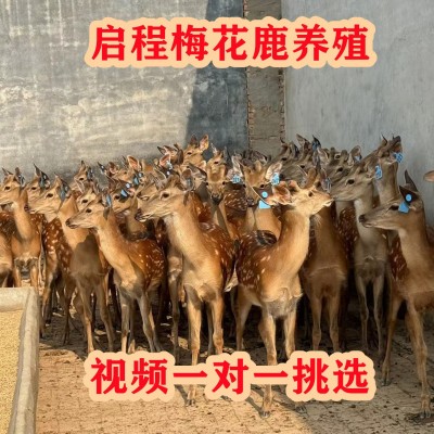 哪里有梅花鹿活体养殖场 梅花鹿幼崽活体出售 亲人小鹿崽租赁价格图3