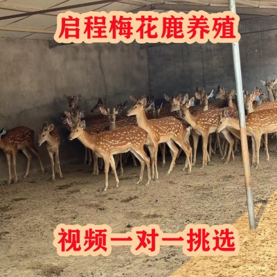 哪里有梅花鹿活体养殖场 梅花鹿幼崽活体出售 亲人小鹿崽租赁价格图4