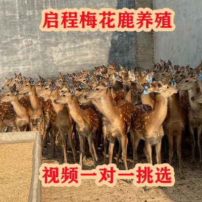 哪里有梅花鹿活体养殖场 梅花鹿幼崽活体出售 亲人小鹿崽租赁价格