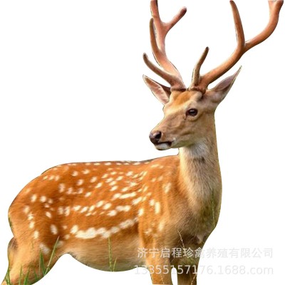 哪里有梅花鹿活体养殖场 梅花鹿幼崽活体出售 亲人小鹿崽租赁价格图5