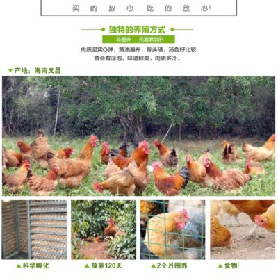 【山鸡凰】海南文昌鸡半只切块散养品质椰子鸡餐厅原切块走地鸡块图3