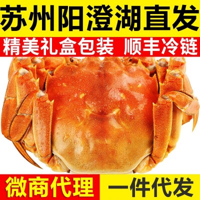 【一件代发】苏州大闸蟹礼鲜活全母螃蟹中秋阳澄湖镇发团购代理