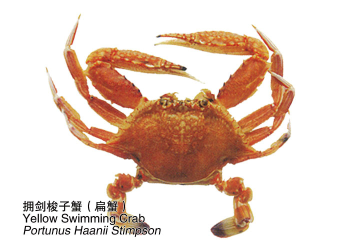 扁蟹1
