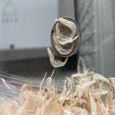 华盛海上捕捞28分钟成品东海大生干虾皮海鲜干货批发代加工10kg图2