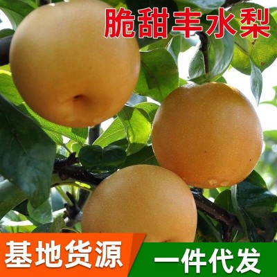 山东丰水梨 脆于秋月梨莱阳新鲜水果产地酥脆梨代发梨子 中秋粒【