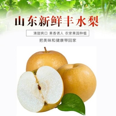 山东丰水梨 脆于秋月梨莱阳新鲜水果产地酥脆梨代发梨子 中秋粒【图2