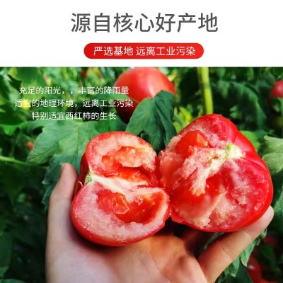 海阳普罗旺斯西红柿新鲜自然熟蔬菜水果当季沙瓤大番茄整箱图2