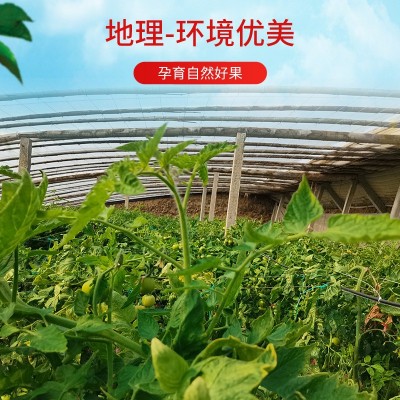 海阳普罗旺斯西红柿新鲜自然熟蔬菜水果当季沙瓤大番茄整箱图5