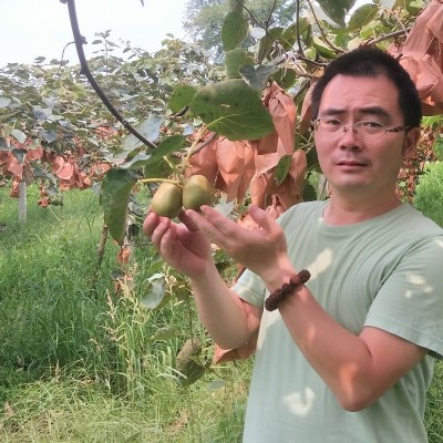 现货四川蒲江红心猕猴桃奇异果红心猕猴桃当季水果大果现摘现发图2