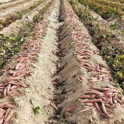 福建六鳌地瓜5斤小香薯 红薯新鲜现挖红心蜜薯烤番薯微商一件代发图4