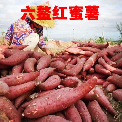 新挖六鳌红蜜薯新鲜地瓜软糯香甜早餐主食代餐沙地红薯小番薯图2