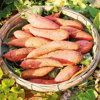 新挖六鳌红蜜薯新鲜地瓜软糯香甜早餐主食代餐沙地红薯小番薯图3