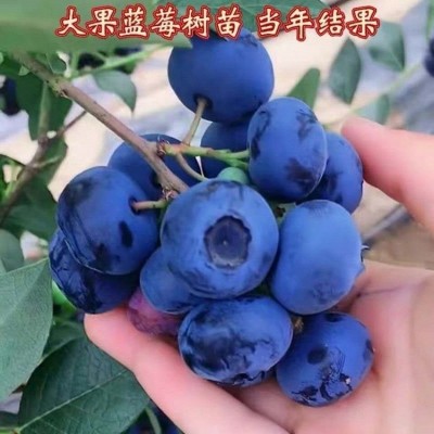 仁源农业蓝丰蓝莓苗基地批发现挖现卖规格齐全量大从优图3