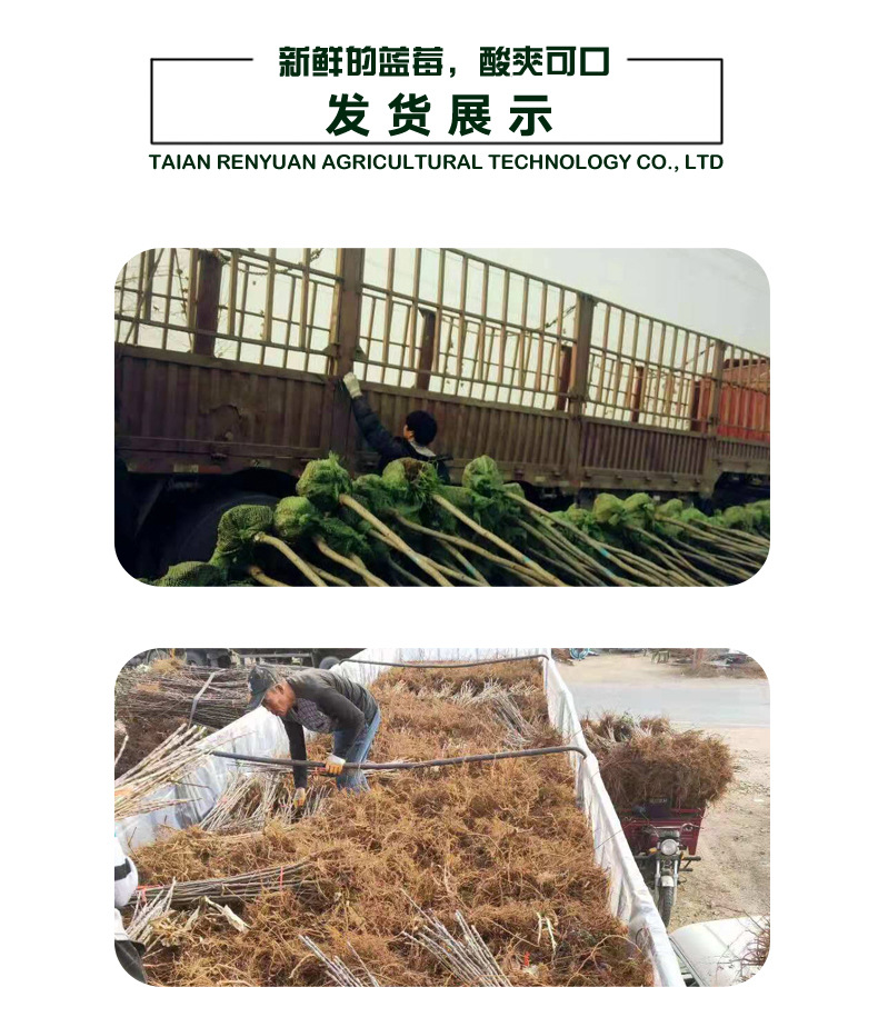 蓝莓苗_07.jpg
