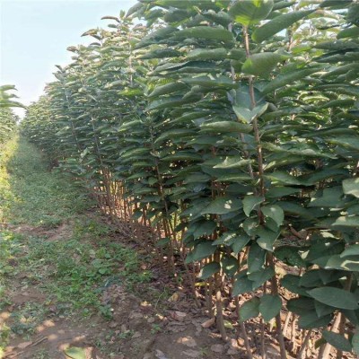 山东嫁接大樱桃树苗批发销售供应1-3年樱桃苗车厘子果树苗价格图4