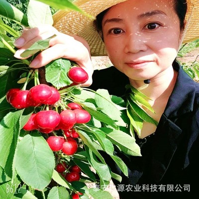 山东嫁接大樱桃树苗批发销售供应1-3年樱桃苗车厘子果树苗价格图2