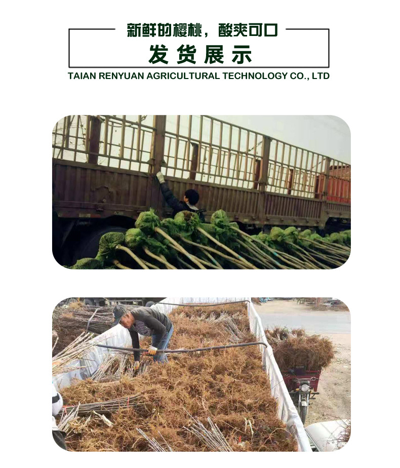樱桃苗-副本_07.jpg
