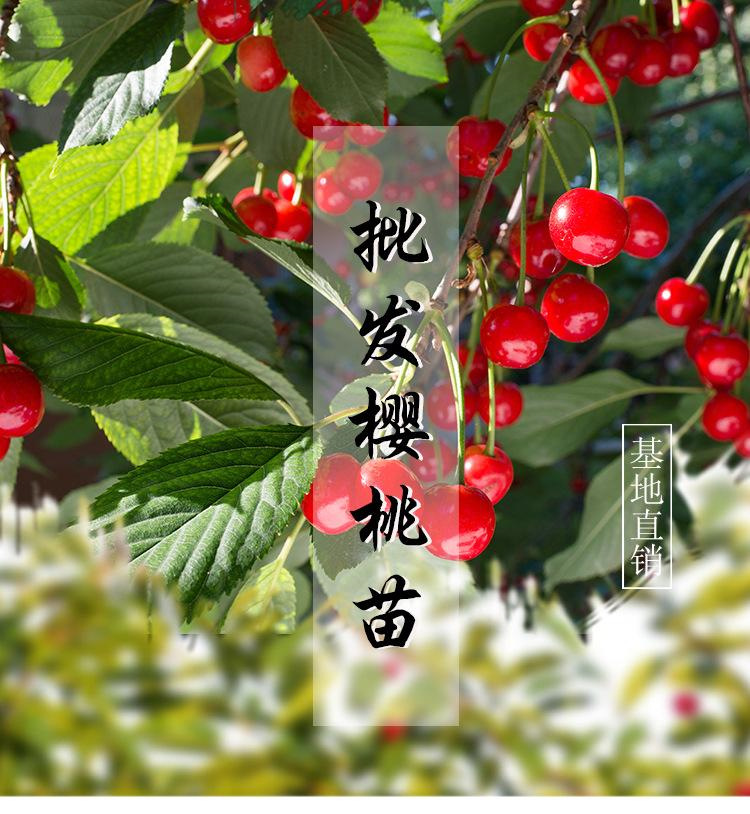 cf5eca62a47827a0fc2ccd86e777a8