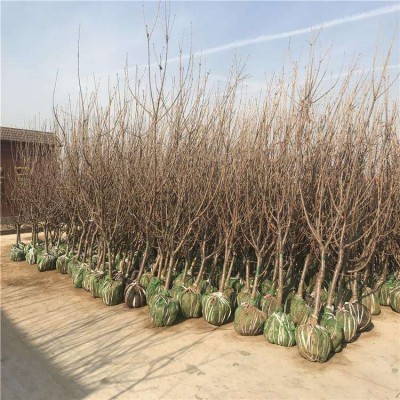 水晶黄蜜大樱桃树苗基地出售1-3 公分樱桃苗批发价格现货起发图4