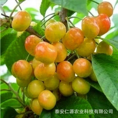 水晶黄蜜大樱桃树苗基地出售1-3 公分樱桃苗批发价格现货起发图2