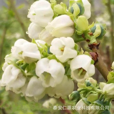 苗圃销售仁源农业薄雾蓝莓树苗易栽培批发价品种齐全图3
